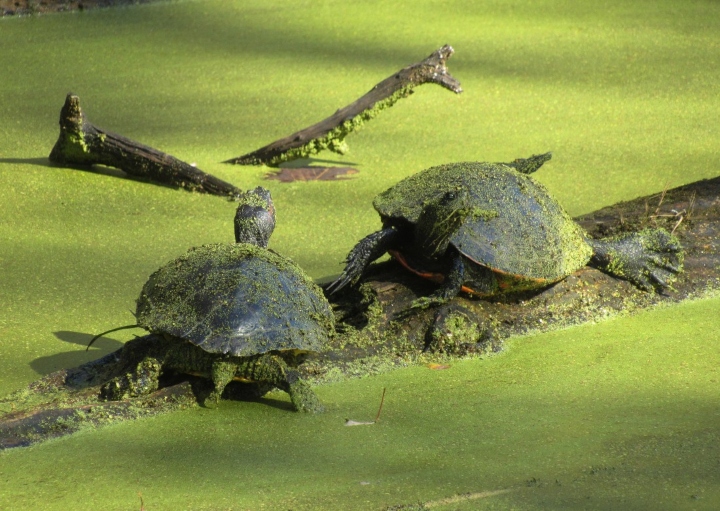 Red-ear - Redbelly Turtle Combo